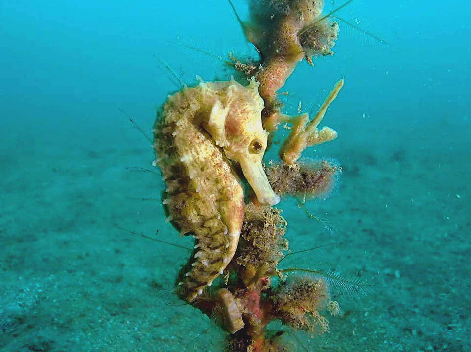 Spiny Seahorse (Hippocampus histrix)