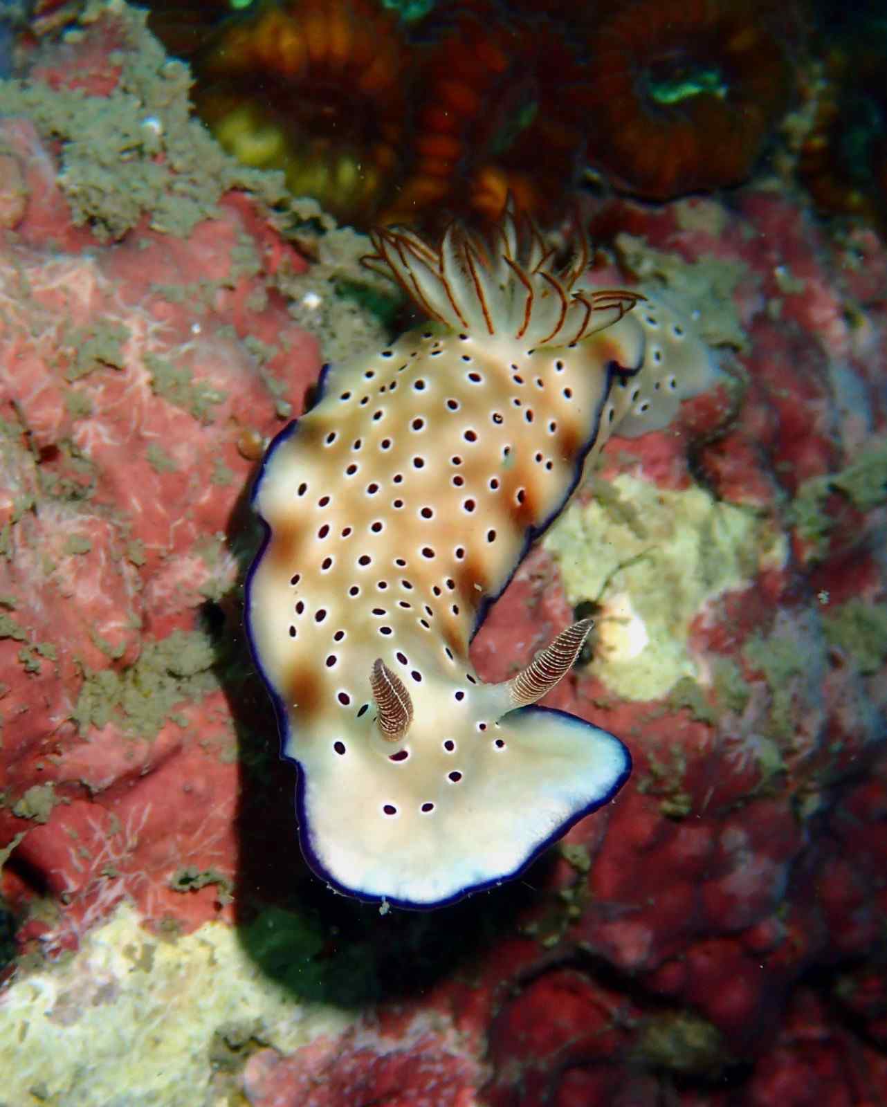  Tryon's Hypselodoris (Hypselodoris tryoni)
