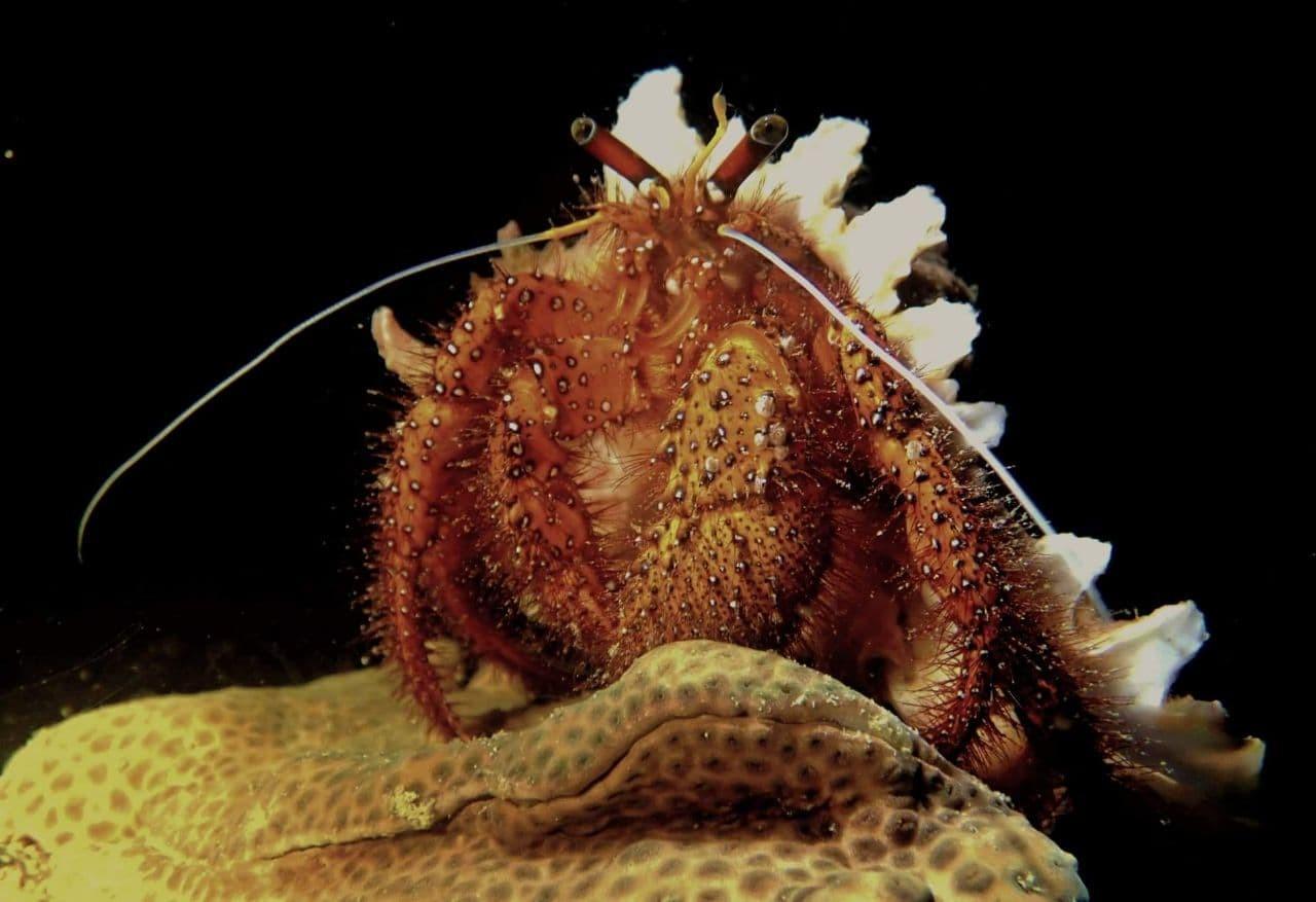 White-spotted Hermit Crab (Dardanus megistos)